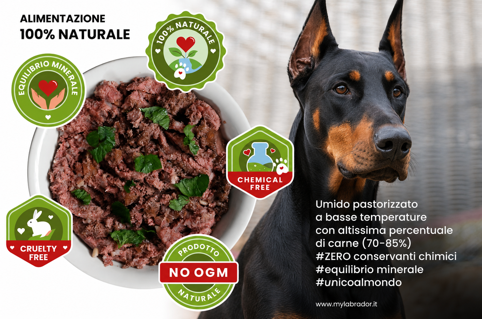 Dobermann con alimentazione naturale — Di Casa Fox