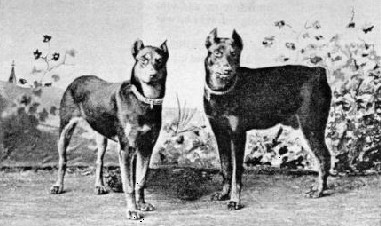 Fotografia storica dei primi Dobermann — fine XIX secolo
